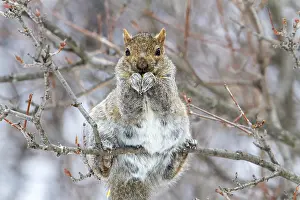 Prints of Eastern gray squirrel (sciurus carolinensis) perched and watching, Montreal botanical garden, province of Quebec, Canada Eastern Gray Squirrel Prints: Eastern Gray Squirrel Print, Montreal Botanical Garden