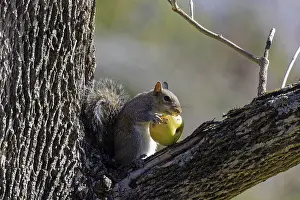 Related Prints: Eastern Gray Squirrel Print