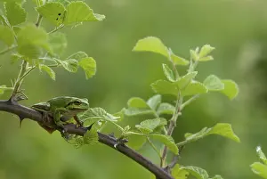 European Amphibians Prints: Eastern tree frog, hyla orientalis