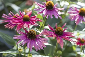 Open Air Blossom Photography Prints: (Echinacea)
