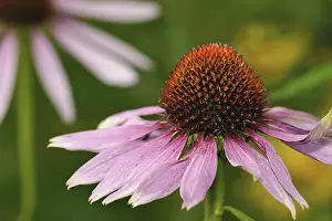 Medicinal Herb Plant Prints: (Echinacea)