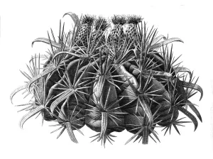 Prickly Plant Species Prints: Echinocactus (cactaceae) cornigerus
