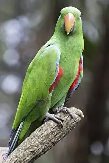 Images Dated 29th October 2024: Eclectus roratus Print: Tropical Rainforest Scene