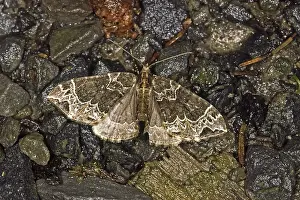 Wildlife Photography Insect Prints: Ecliptoptera silaceata
