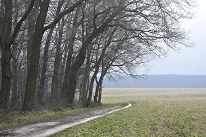 Agricultural Landscape Photo Prints: Edge of the forest, forest road