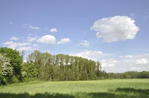 German Countryside Images Prints: Edge of the forest, forest, tree