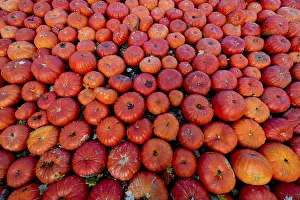 Deserted Garden Germany Prints: Edible pumpkins or squashes (Cucurbita)