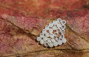 Deserted Natural Environment Insects Prints: Eggs of the marbled tree bug, Halyomorpha halys