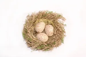 Brown Eggs Prints: Three eggs in a nest