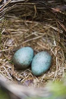 Animal Behaviour Prints: Two eggs in a nest