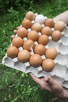 Deserted Breakfast Scene Prints: Eggs in paper packaging. Feather on one of the eggs