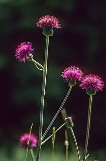 Asteraceae Family Prints: Elecampane thistle, asteraceae