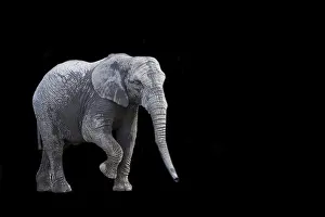 Trunked Nosed Mammal Pictures Prints: Elephant on a black background