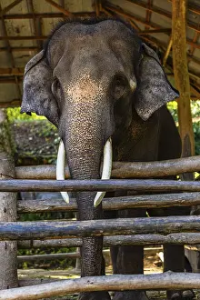 Prints of Elephant (Elephantidae) in captivity, Mae Sa Elephant Camp, Mae Rim, Chiang Mai, Thailand Asian Elephant Prints: Elephant Print - Mae Sa Elephant Camp, Chiang Mai, Thailand
