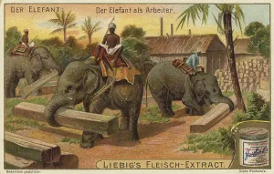 Prints of The Elephant series, working elephants were traditionally used for heavy work such as timber transport or road construction, India, Liebigbild Asian Elephant Prints: Working Elephants in India, Print from The Elephant Series
