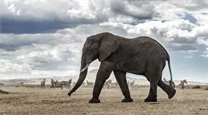 African Bush Elephant Prints: Elephant walking