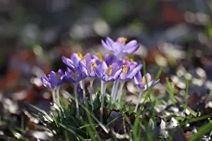 Purple Flowers Prints: Elf crocus (Crocus tommasinianus)