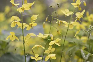 Germany Flora Prints: Elfflower (Epimedium peralchicum)