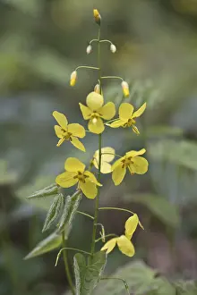Germany Flora Prints: Elfflower (Epimedium peralchicum)