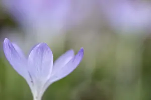 Crocus Tommasinianus Prints: Elfin crocus (Crocus tommasinianus)