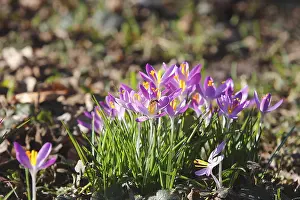 Spring Awakening Nature Prints: Elfin crocus (Crocus tommasinianus)