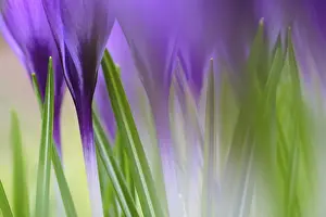 German Wildflowers In Bloom Prints: Elfin crocus (Crocus tommasinianus)