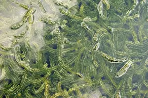 Prints of Elodea canadensis Canadensis Prints: Elodea canadensis Print - Aquatic Plant