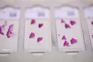 Deserted Laboratory Scene Prints: Embedded samples in a histology laboratory