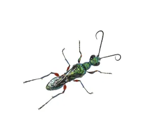 Studio Shot Of A Beetle Prints: Back side of a Emerald cockroach wasp
