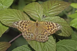 Butterfly Wildlife Prints: Emperor's Mantle
Emperor's Mantle