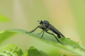 Images Dated 28th April 2024: Empididae Spec Print: Dance Fly