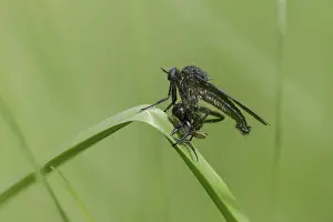 Images Dated 28th April 2024: Dance Fly Print