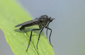 Images Dated 28th April 2024: Empididae Spec Print, Dance Fly