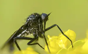 Images Dated 28th April 2024: Empididae Spec Print: Dance Fly