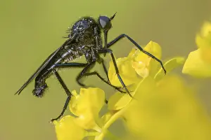 Images Dated 28th April 2024: Dance Fly Print