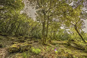 Open Air Landscape Shot Prints: Enchanted Forest, Lichens, Forest