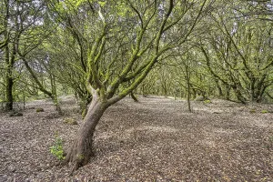 Wooded Landscape Photo Prints: Enchanted Forest, Lichens, Forest