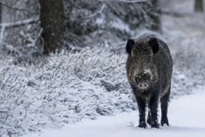 Winter Wildlife Photography Tips Prints: At the end of November