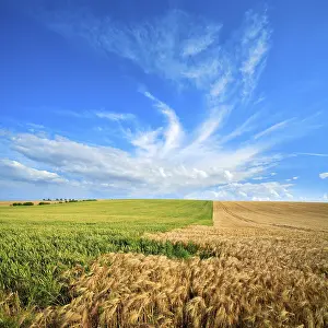 Grainfield Cultivation Germany Prints: Endless barley fields and wheat fields under blue sky with veil clouds