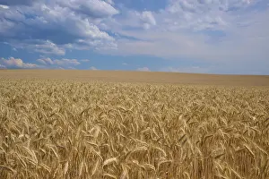 Blue Sky Germany Prints: Endless wheat field under a blue sky with some clouds