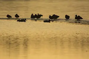 Prints of Enten, Eisflache, ducks, ice, wildtiere, wildlife, lake, frozen, zugefroren, Natur, winter, nature, animals, wild ducks, Wildenten, Stockenten, mallards Enten, Eisflche, ducks, ice, wildtiere Duck Prints: Wild Ducks on Frozen Lake Print
