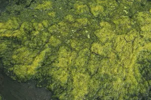 Hydrophytic Plant Species Prints: Environment, algae formation in the river