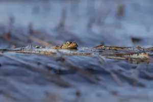 Amphibian Wildlife Photography Prints: Erdkrote (Bufo bufo), Mannchen