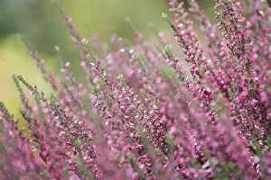 Common Heather Bloom Prints: Ericaceae