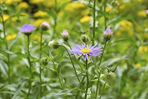 Framed Print : Erigeron pulchellus Print - Berufkraut Wildflower Framed Print : Erigeron pulchellus Print - Berufkraut Wildflower