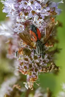 Images Dated 18th August 2024: Eriothrix Spec. Caterpillar Fly Print, Diptera Insect Portrait