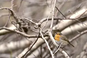 Old World Flycatcher Photos Prints: Erithacus rubecula