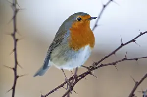 European Robin Prints: Erithacus rubecula, robin, robins