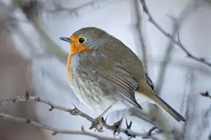 European Robin Prints: Erithacus rubecula, robin, robins