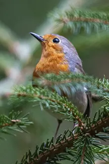 European Robin Prints: Erithacus rubecula, robin, robins